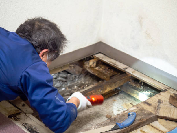Trusted Morocco, IN Mold Removal Experts