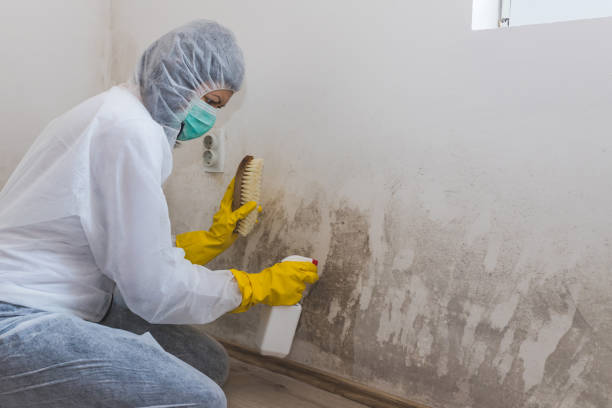 Best Residential Mold Removal  in Morocco, IN