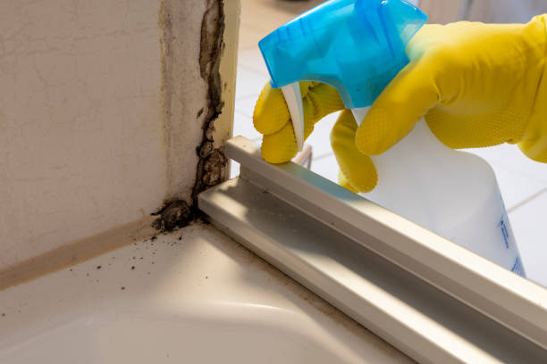 Best Toxic Mold Removal  in Morocco, IN