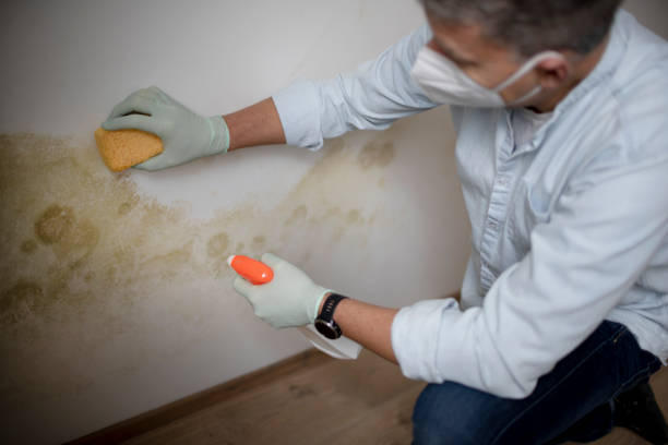 Best Attic Mold Removal  in Morocco, IN