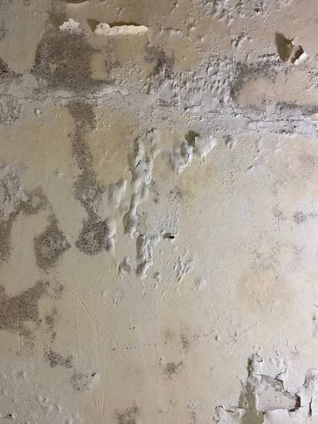 Best Mold Removal Company Near Me  in Morocco, IN